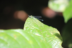 Argia oculata image