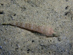 Platycephalus grandispinis