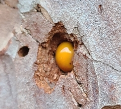 Cryptoporus volvatus