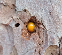 Cryptoporus volvatus