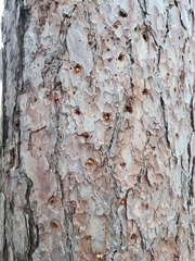 Cryptoporus volvatus