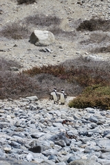 Spheniscus humboldti