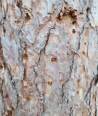 Cryptoporus volvatus