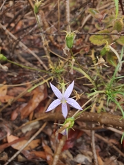 Lithotoma axillaris