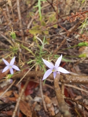 Lithotoma axillaris