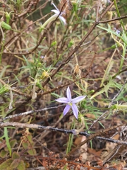 Lithotoma axillaris