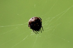Araneus rotundulus