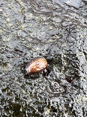 Monetaria caputophidii