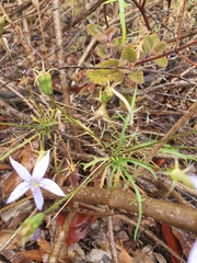 Lithotoma axillaris
