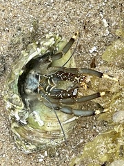 Clibanarius virescens