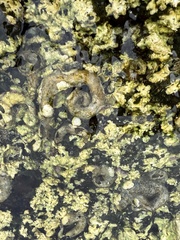 Thylacodes variabilis