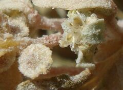 Atriplex elegans fasciculata