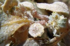 Atriplex elegans fasciculata