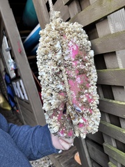 Amphibalanus eburneus