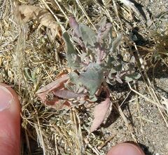 Atriplex elegans fasciculata