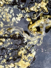 Thylacodes variabilis