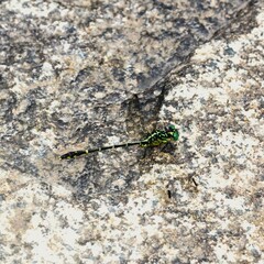 Austrogomphus ochraceus