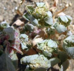 Atriplex elegans fasciculata