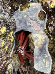 Heterocentrotus mamillatus