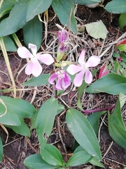 Saponaria officinalis