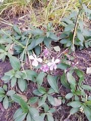 Saponaria officinalis
