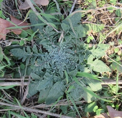 Hymenopappus artemisiifolius