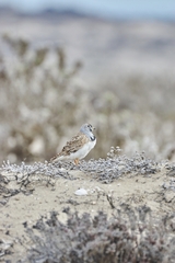 Thinocorus rumicivorus