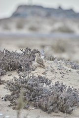 Thinocorus rumicivorus