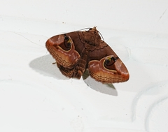 Ommatophora luminosa