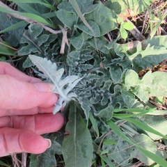 Hymenopappus artemisiifolius