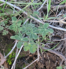 Lupinus subcarnosus