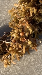 Sargassum fluitans