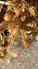 Sargassum fluitans