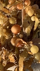 Sargassum fluitans