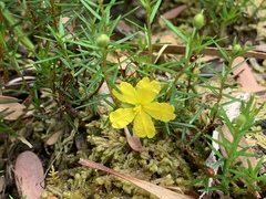 Hibbertia acicularis
