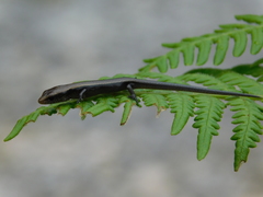 Scincella gemmingeri