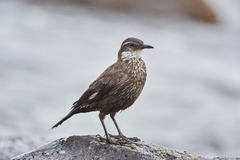 Cinclodes nigrofumosus