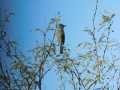 Myiarchus cinerascens