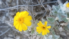 Thymophylla micropoides