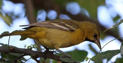 Icterus spurius