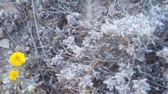 Thymophylla micropoides