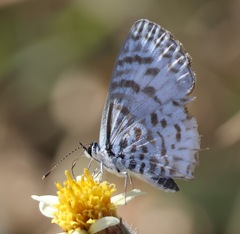 Leptotes cassius cassidula