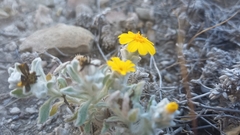 Thymophylla micropoides