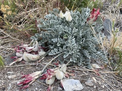Astragalus coccineus