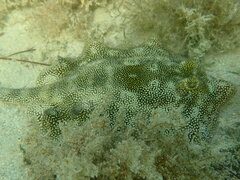 Urobatis jamaicensis