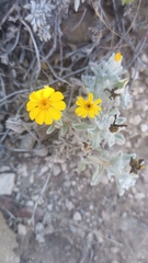 Thymophylla micropoides