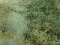 Urobatis jamaicensis