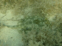 Urobatis jamaicensis