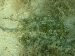 Urobatis jamaicensis