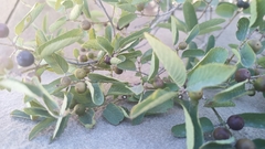 Karwinskia humboldtiana